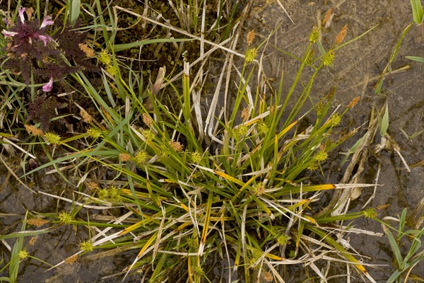 Long-stalked Yellow-sedge flowering