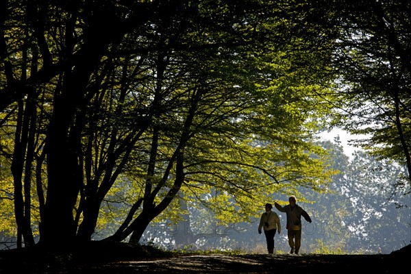 Hikers on the trail in old common beech