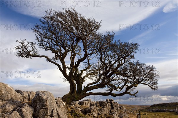 Common Hawthorn