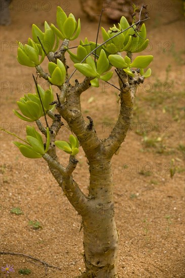 Stems and leaves of the Totterboom tree