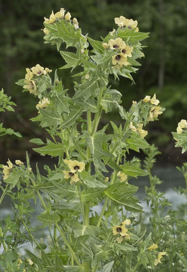 Henbane