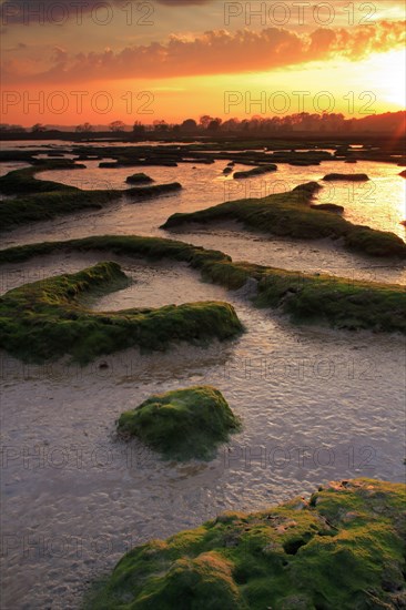 Sunset over estuary habitat at low tide