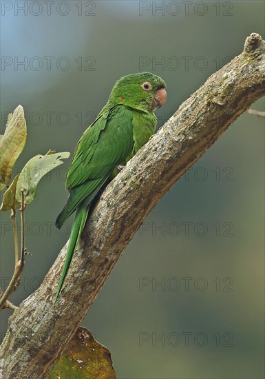 Adult white-eyed parakeet