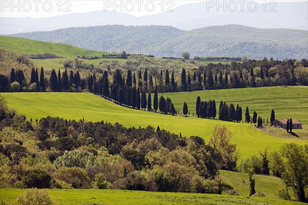 Farmhouse and mediterranean cypress