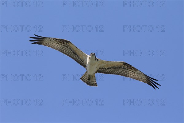 Western osprey