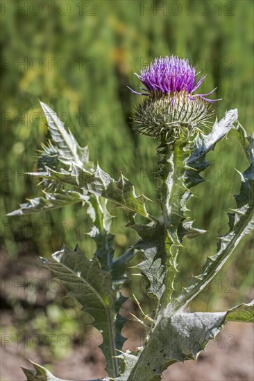 Cotton thistle