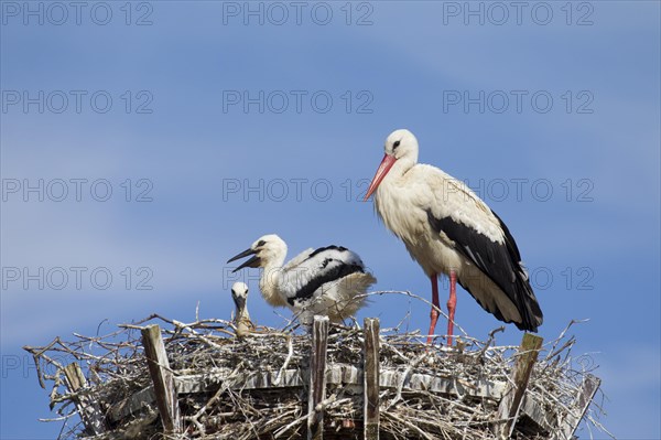 White stork