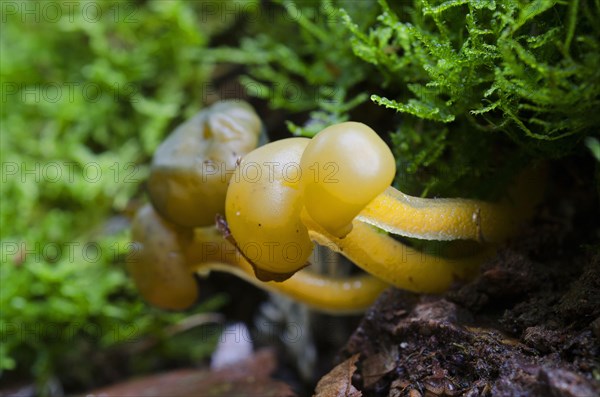 Greenish yellow gall cap