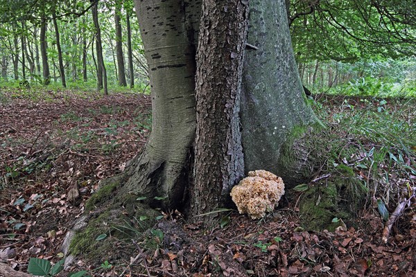 Frilled wood cauliflower fungus