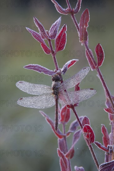 Western Meadowhawk