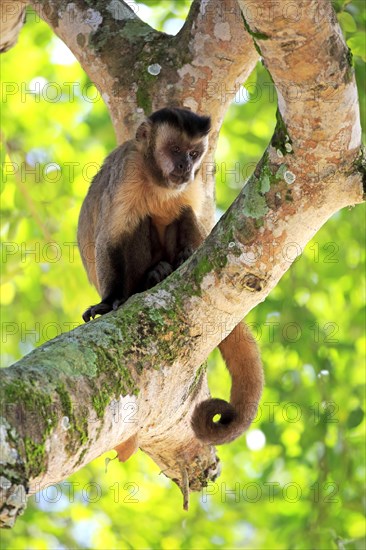 Brown Capuchin