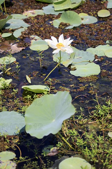 Indian lotus