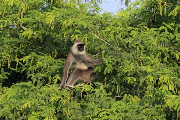 Southern Hanuman langur