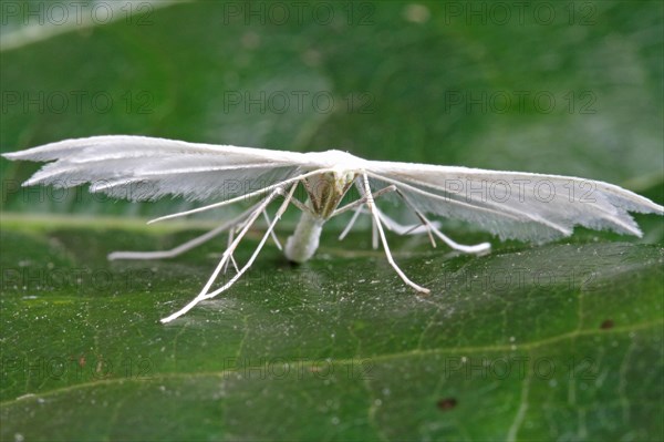 feather ghost