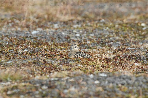 Mornell's plover