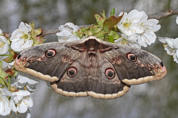 Viennese Moth Peacock