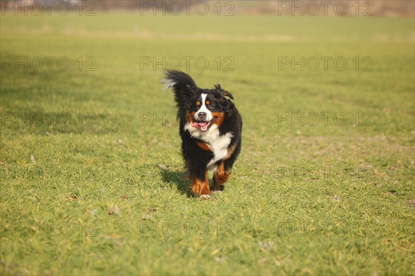 Bernese Mountain Dog