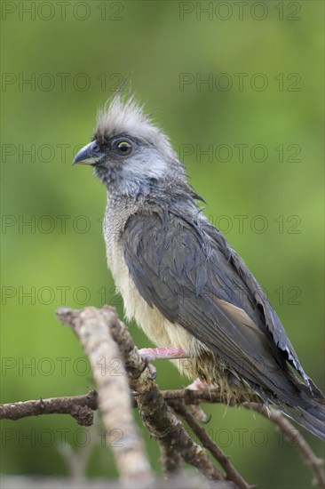 White-headed Mousebird