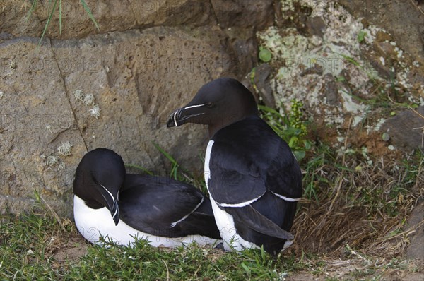 Razorbill