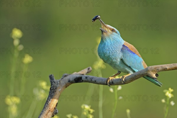 European Roller