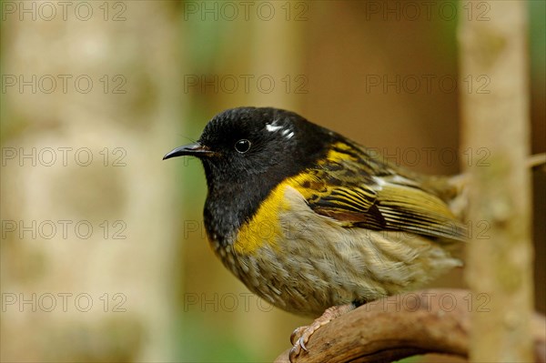 Stitchbird