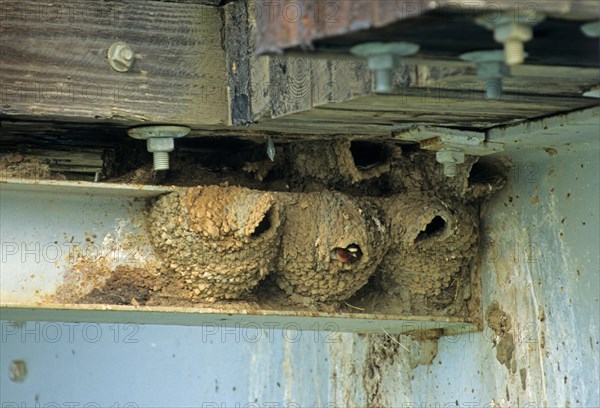 Pale-fronted Swallow