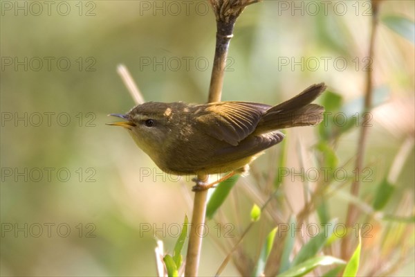 Olive Bush Warbler