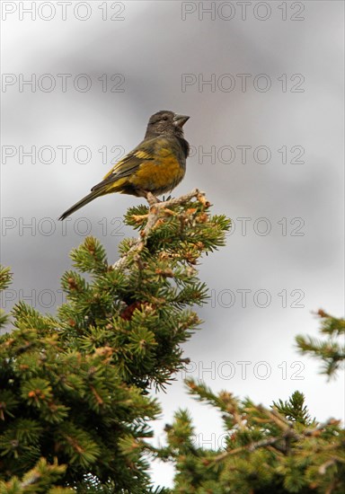 White-winged Grosbeak