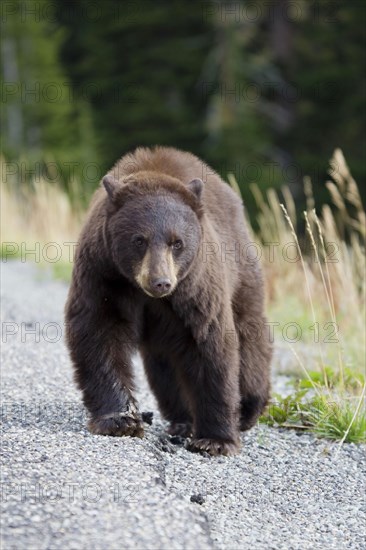 American Black Bear