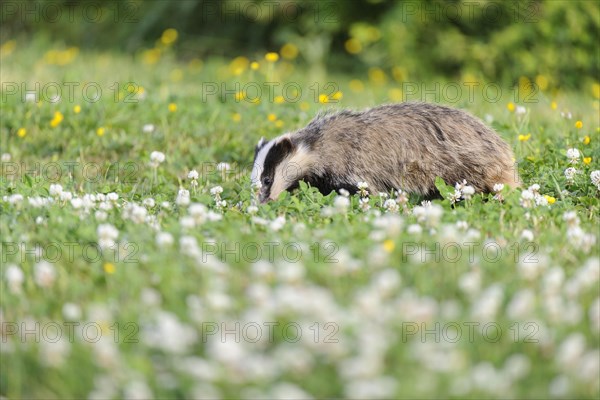 Eurasian Badger