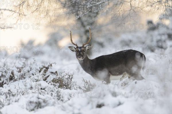 Fallow Deer