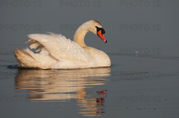 Mute Swan