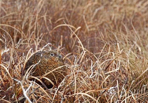 Red Grouse