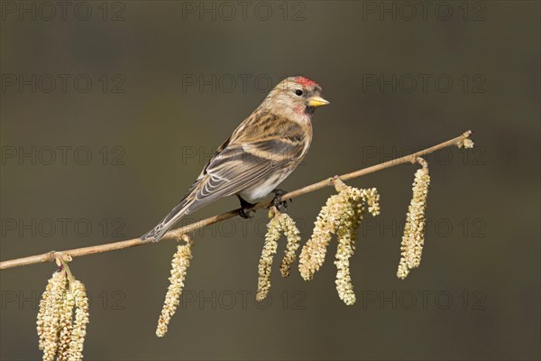 Lesser lesser redpoll