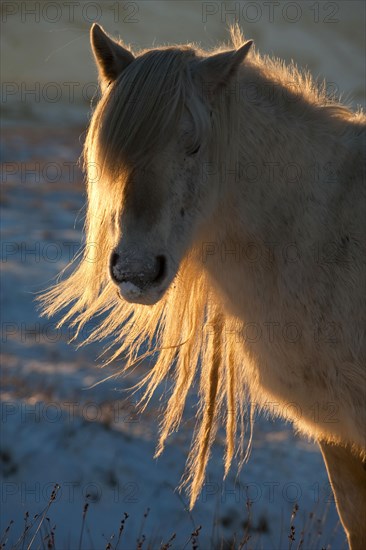 Fur pony