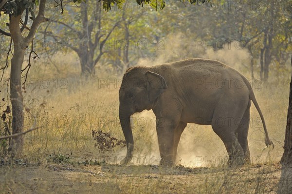 Asian Elephant