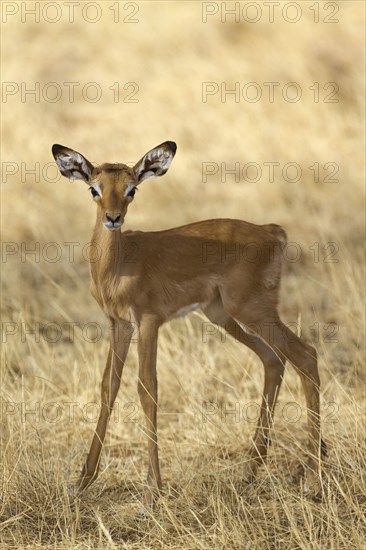 Impala