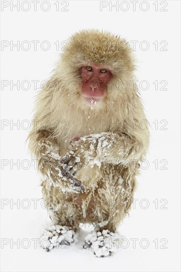 Japanese Macaque