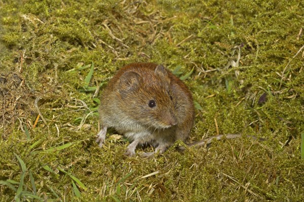 Bank bank vole