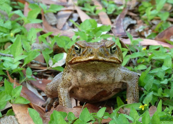 Green toad