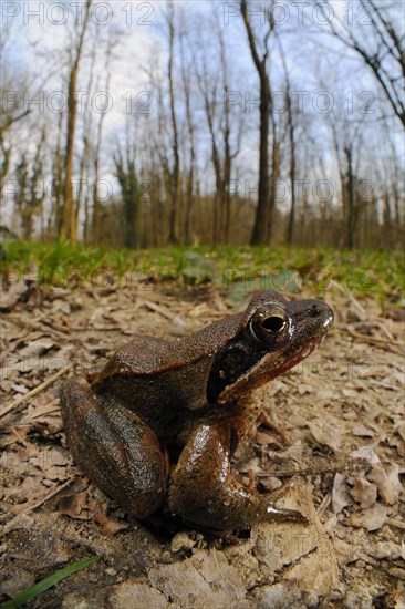 Italian agile frogs