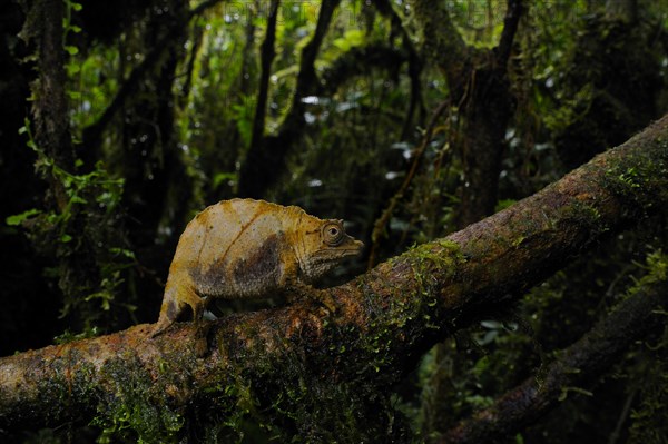 Boulenger's Pygmy Chameleon