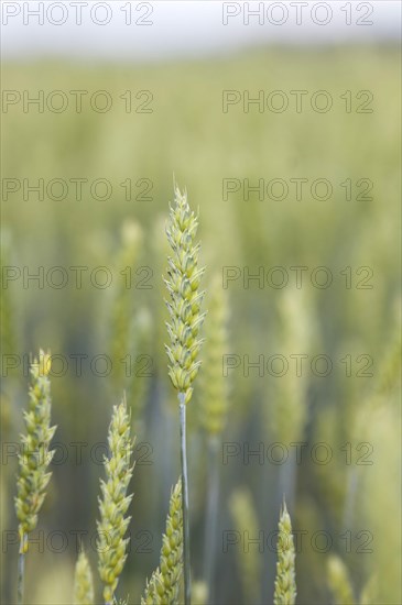 Wheat