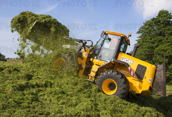 JCB loader compacting grass silage clamp