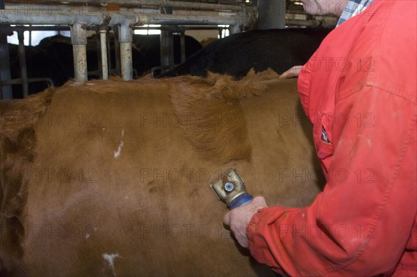 Dairy farmer cuts hair from the fur of dairy cows