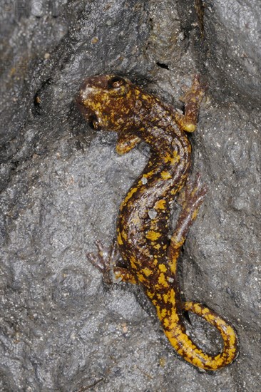 Strinati's Cave Salamander