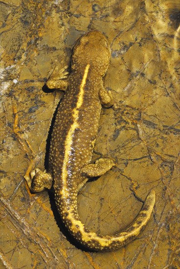 Pyrenean Brook Newt