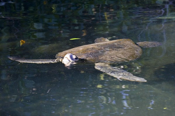 Chelonia mydas agassizi