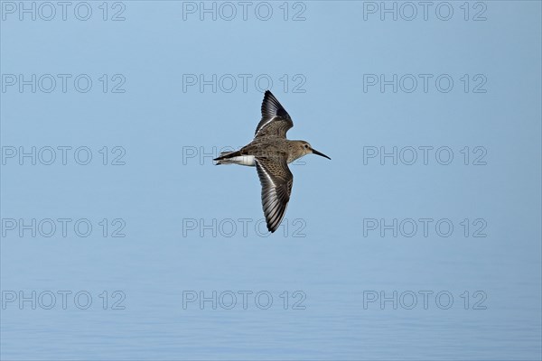 Dunlin