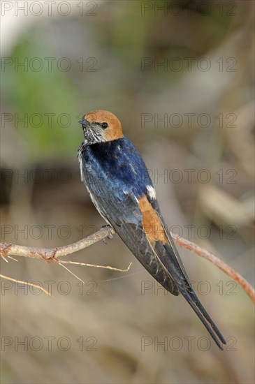 Little Swallow
